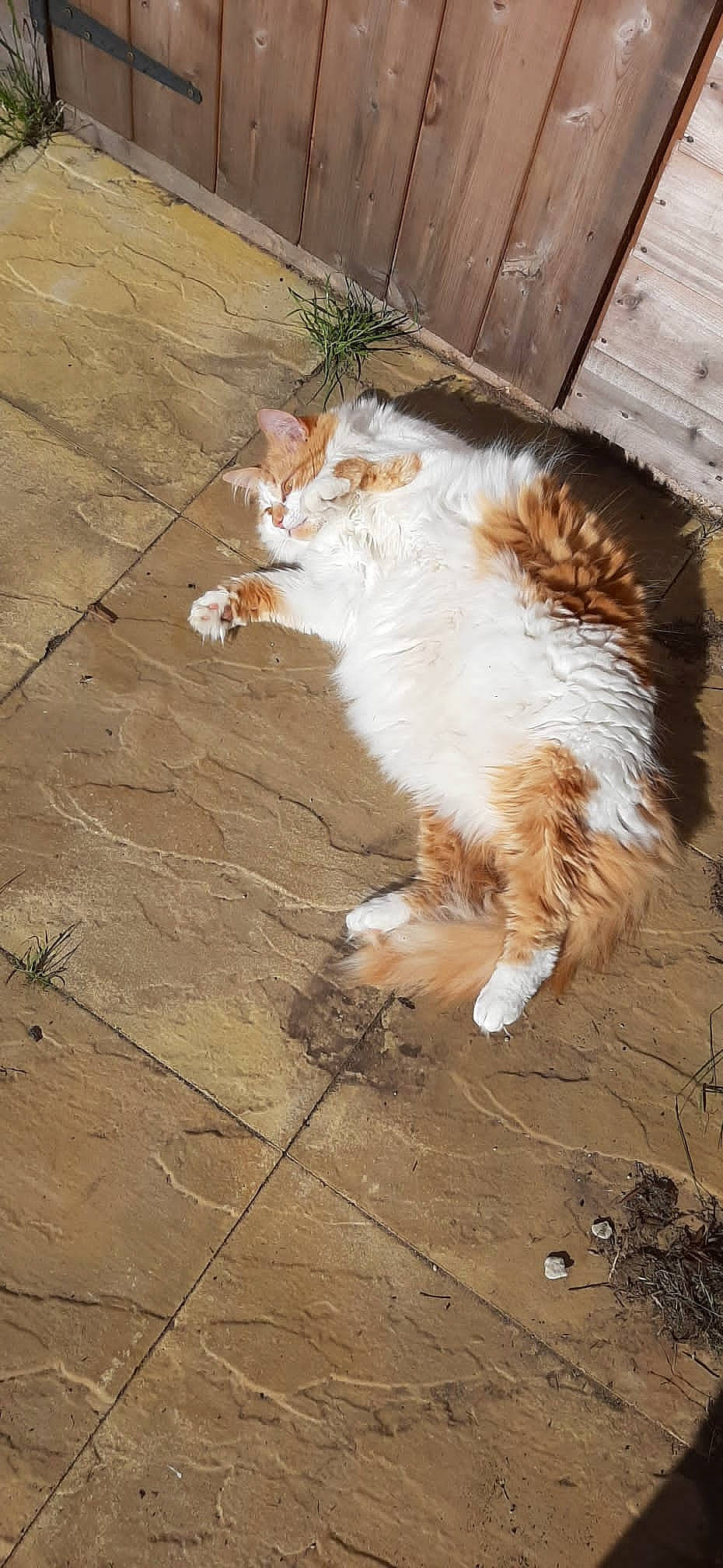 Pipsqueak is registered to the contest to win money with this photo: carnivore, cat, claw, domestic_short_haired_cat, felidae, flooring, foot, fur, human_leg, paw, plant, road_surface, shadow, small_to_medium_sized_cats, snout, tail, terrestrial_animal, whiskers, wood