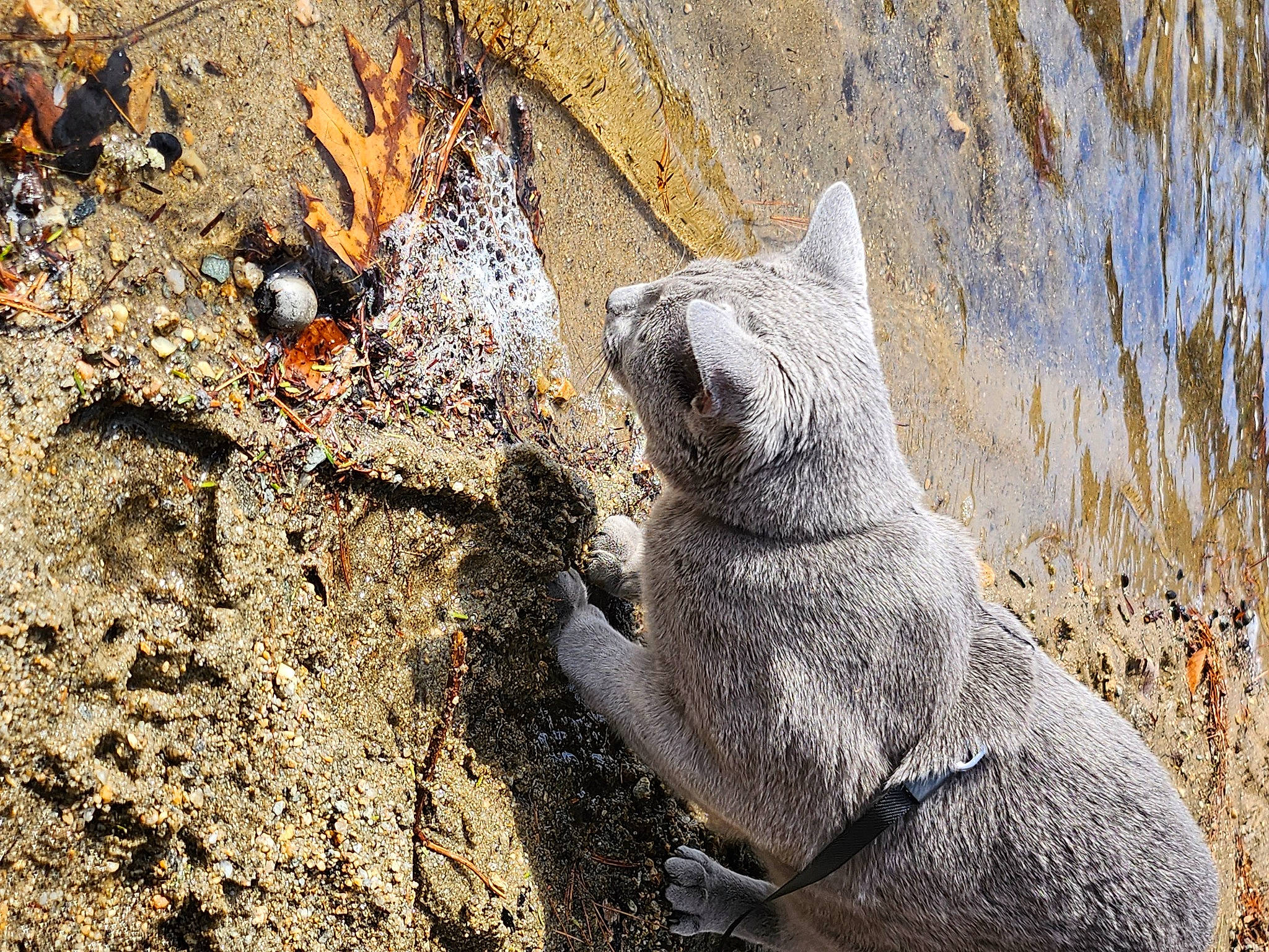 Mishka joined the competition — help win amazing prizes! bedrock, carnivore, claw, fawn, felidae, fur, paw, rock, sand, small_to_medium_sized_cats, snout, soil, tail, terrestrial_animal, trunk, whiskers, wildlife, wood
