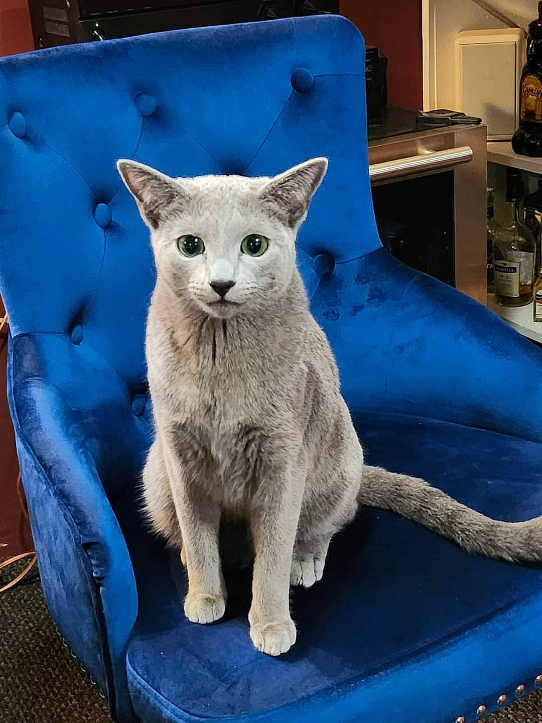 Mishka is registered to the contest to win money with this photo: art, blue, cabinetry, carnivore, comfort, electric_blue, fawn, felidae, freezing, fur, grey, lamp, sculpture, small_to_medium_sized_cats, snout, tail, terrestrial_animal, vertebrate, whiskers, wood
