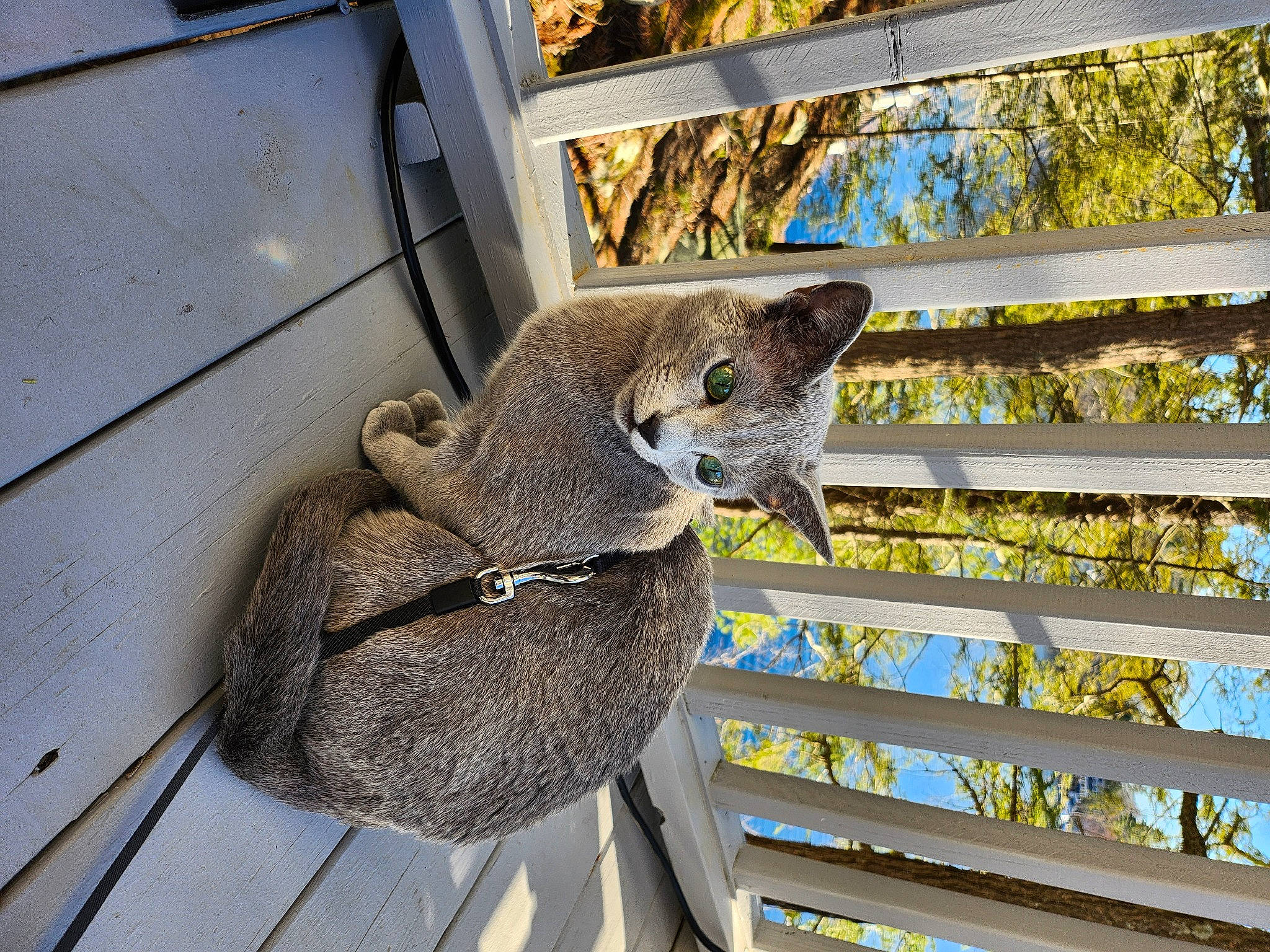 Mishka is registered to the contest to win money with this photo: domestic_short_haired_cat, fawn, fur, hat, marsupial, metal, natural_material, plant, procyonidae, snout, tail, terrestrial_animal, tree, twig, vertebrate, whiskers, wildlife, window, wood