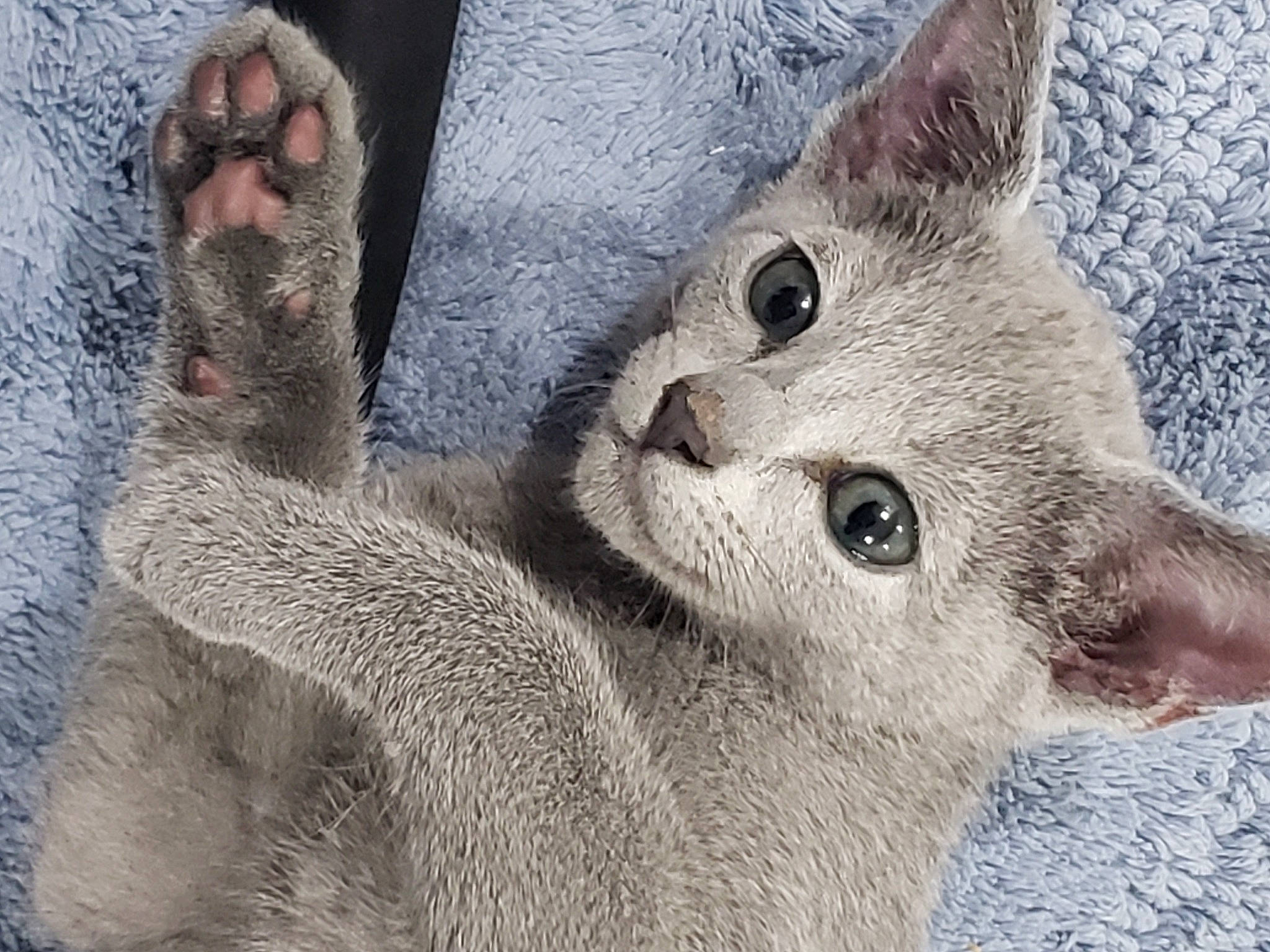 Mishka joined the competition — help win amazing prizes! carnivore, cat, domestic_short_haired_cat, felidae, fur, gesture, grey, paw, photo_caption, plant, small_to_medium_sized_cats, snout, terrestrial_animal, whiskers, wildlife, window