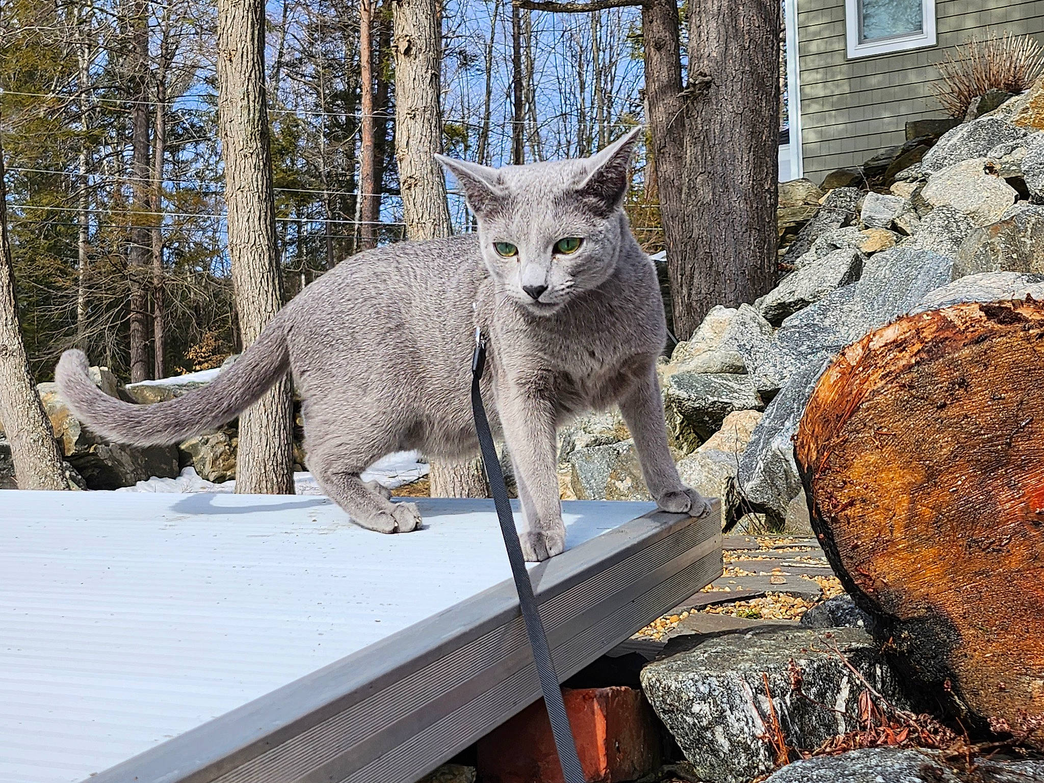 Mishka is registered to the contest to win money with this photo: carnivore, cat, domestic_short_haired_cat, eye, fawn, felidae, fur, plant, russian_blue, small_to_medium_sized_cats, snout, tail, terrestrial_animal, tree, trunk, whiskers, wildlife, window, winter, wood