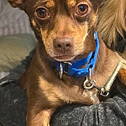 Hershey is registered to the contest to win money with this photo: dog, brown_dog, small_dog, pet, close_up, blue_collar, ears, paw, indoor, person, arm, blonde_hair, resting, table, animal, canine, domestic_animal, looking_at_camera, cute, companion