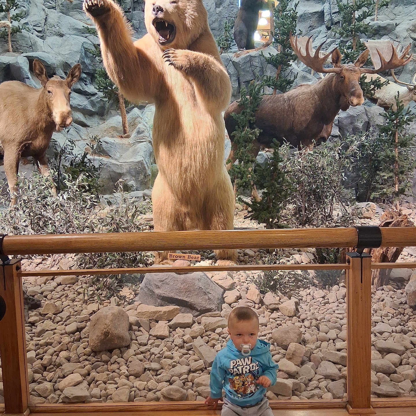 Franklin joined the competition — help win amazing prizes! toddler, child, pacifier, hoodie, paw_patrol, taxidermy, bear, moose, rocky_background, glass_barrier, museum, exhibit, indoor, animal_display, wooden_rail, rocks, plants, cute, sitting, casual_clothing