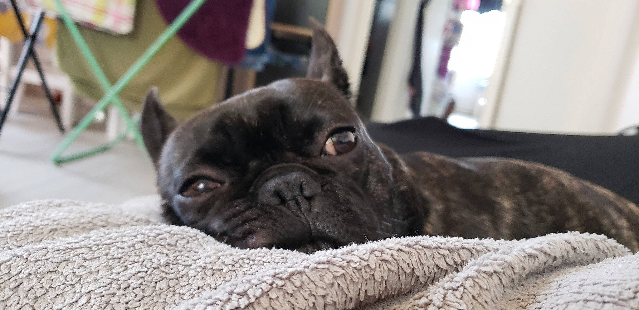 Olaf a rejoint le concours — aidez-le/la à gagner de superbes lots ! bulldog, canidae, carnivore, companion_dog, dog, dog_breed, eye, fawn, french_bulldog, mammal, molosser, non_sporting_group, pug, puppy, snout, toy_bulldog, vertebrate, whiskers