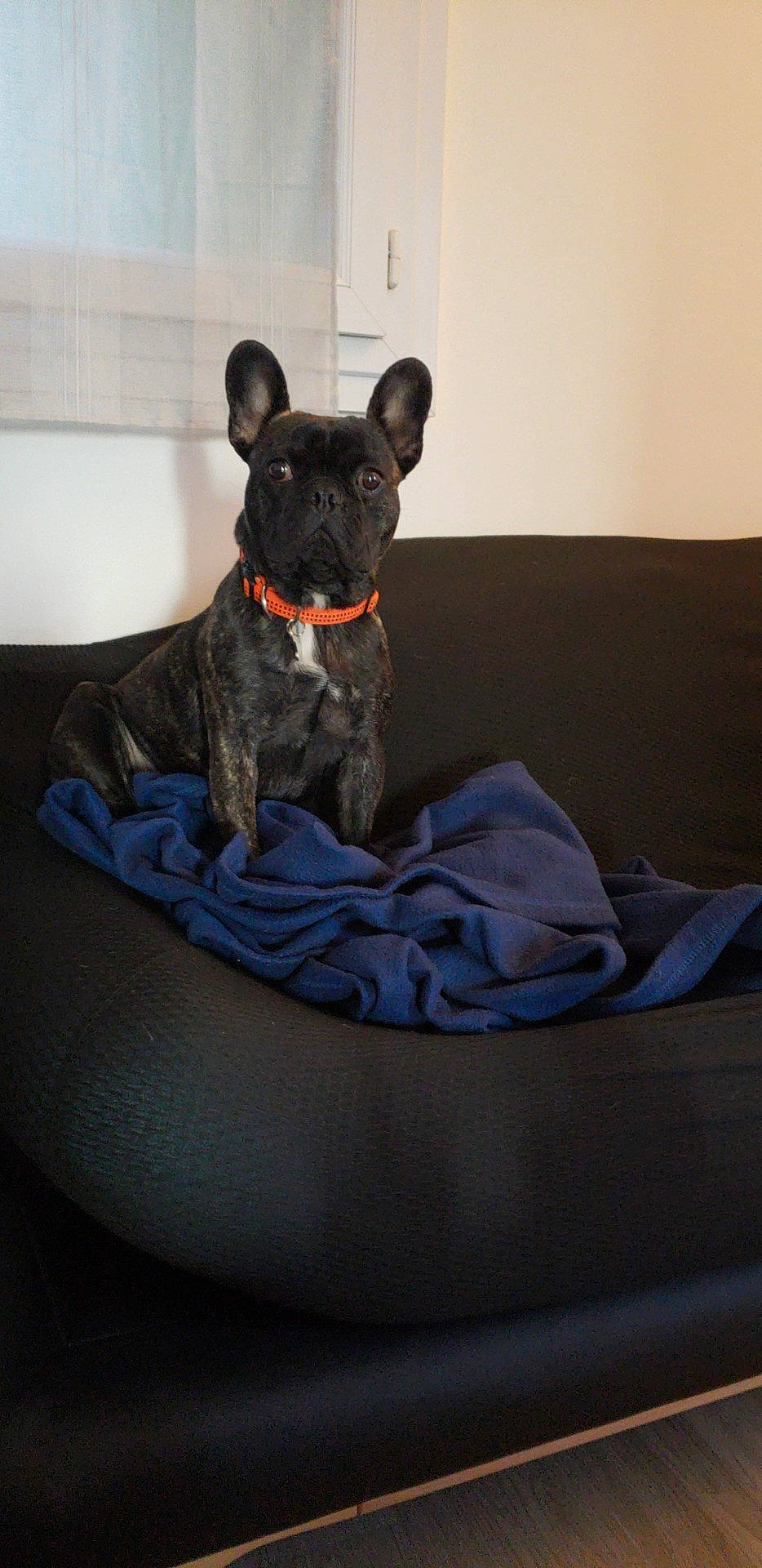 Olaf a rejoint le concours — aidez-le/la à gagner de superbes lots ! bed, bulldog, canidae, carnivore, companion_dog, dog, dog_bed, dog_breed, fawn, french_bulldog, furniture, mammal, non_sporting_group, puppy, snout