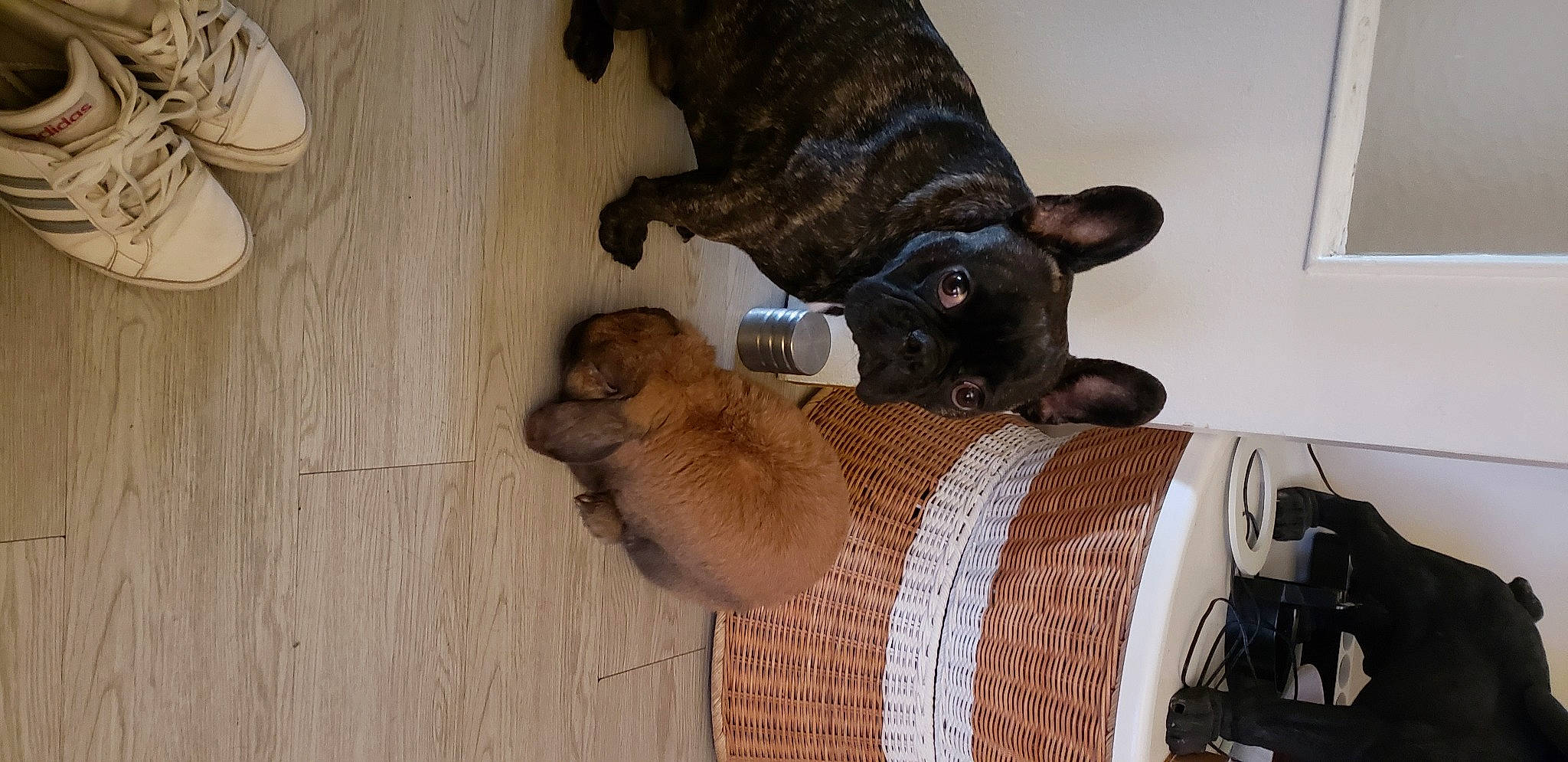 Pinpin participe au concours pour gagner de l'argent avec cette photo : canidae, carnivore, dog, dog_breed, fawn, non_sporting_group, puppy, sporting_group