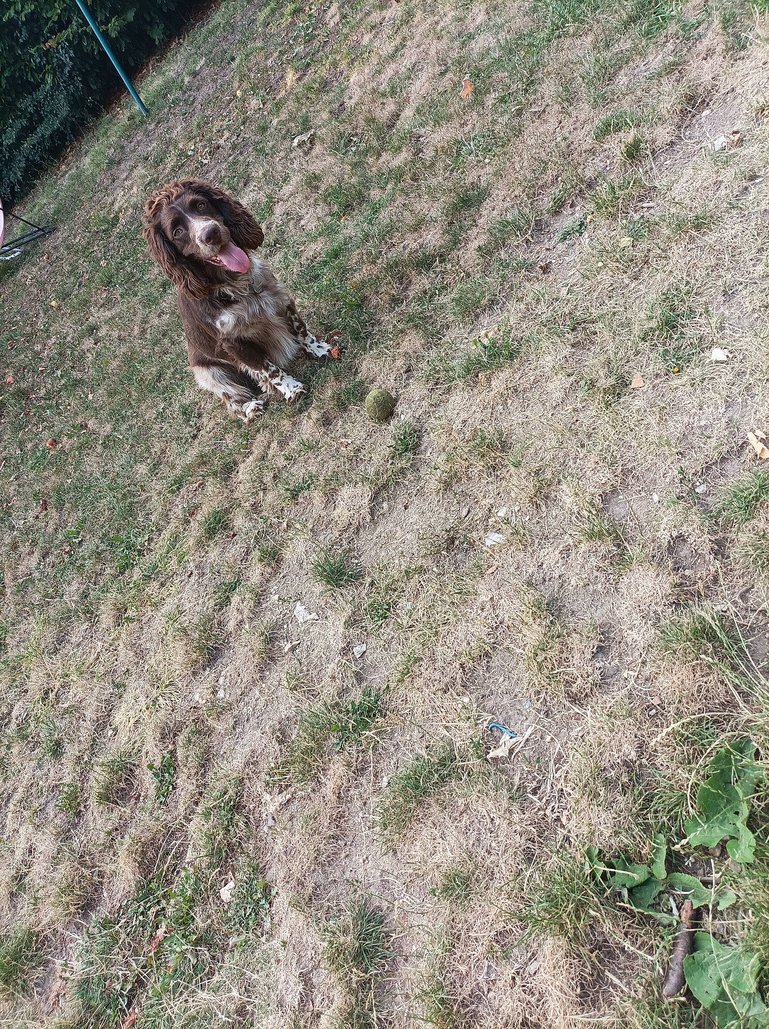 Fifty participe au concours pour gagner de l'argent avec cette photo : asphalt, carnivore, dog_breed, field, flooring, grass, grassland, groundcover, landscape, meadow, pasture, plant, shadow, shrub, slope, soil, tail, terrestrial_animal, tree, yard