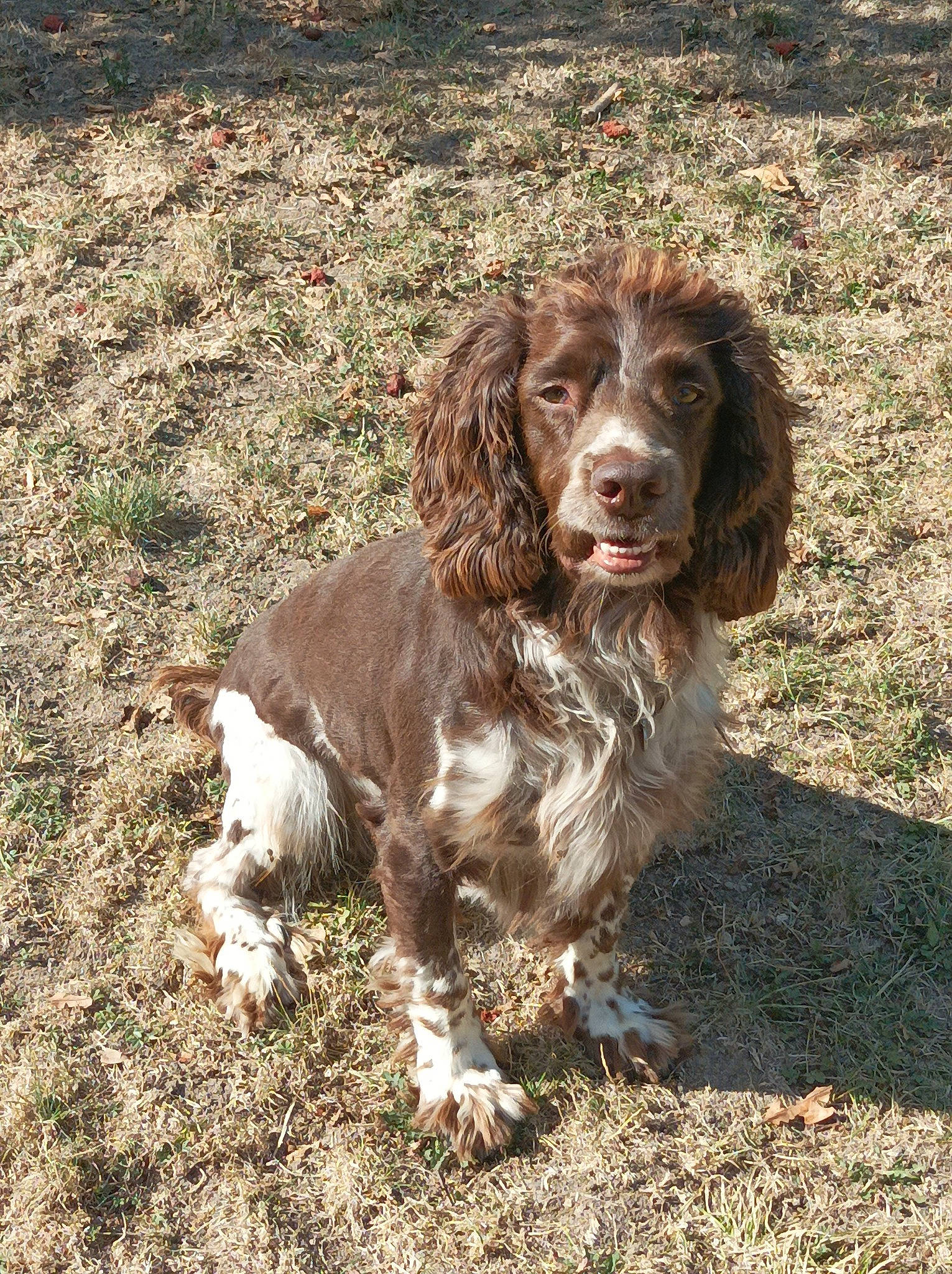Fifty participe au concours pour gagner de l'argent avec cette photo : canidae, carnivore, companion_dog, dog, dog_breed, fur, grass, gun_dog, hunting_dog, liver, snout, soil, spaniel, sporting_group, terrestrial_animal, water_dog, working_animal