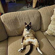 Cookie is registered to the contest to win money with this photo: cat, siamese_cat, couch, living_room, furniture, indoor, pet, relaxed, animal, beige, patterned, legs_spread, looking_at_camera, funny_pose, dining_table, chair, tablecloth, pillow, home_interior, carpet