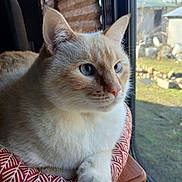 Levi joined the competition — help win amazing prizes! animal, background_blur, blue_eyes, cat, close_up, cream_fur, cushion, daylight, domestic_cat, ears, feline, indoor, nose, paw, pet, relaxed, resting, sunlight, whiskers, window