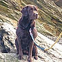 dog, labrador, chocolate_labrador, pet, animal, rock, outdoor, leash, sitting, nature, canine, fur, portrait, side_view, calm, brown, texture, quiet, companion, alert