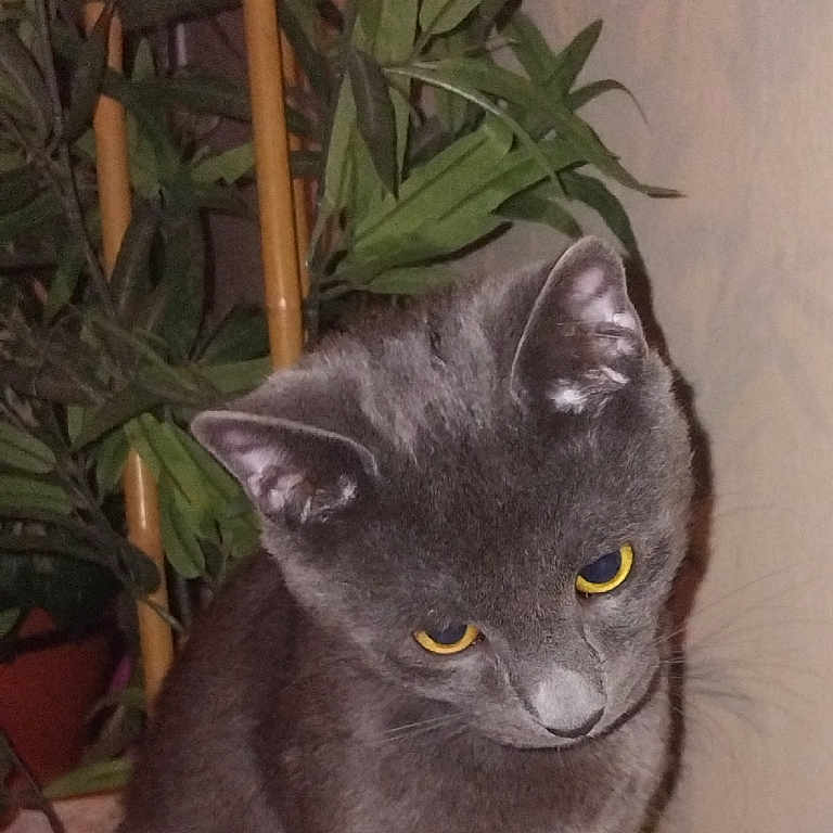 Nala participe au concours pour gagner de l'argent avec cette photo : abyssinian, animal, bamboo, blackcat, cat, flower, herbal, herbs, jar, kitten, leaf, manx, pet, plant, planter, pottedplant, pottery, slate, vase, vegetation