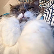 Katie joined the competition — help win amazing prizes! animal, bed, blanket, cat, close_up, cozy, cute, domestic, face, fluffy, fur, indoor, patterned, paws, pet, relaxed, resting, sleepy, soft, whiskers