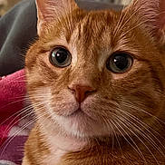 Pablo a rejoint le concours — aidez-le/la à gagner de superbes lots ! cat, orange_tabby, close_up, whiskers, fur, pet, animal, cute, eyes, face, portrait, indoor, cozy, feline, mammal, domestic, curious, soft_light, close_shot, relaxed