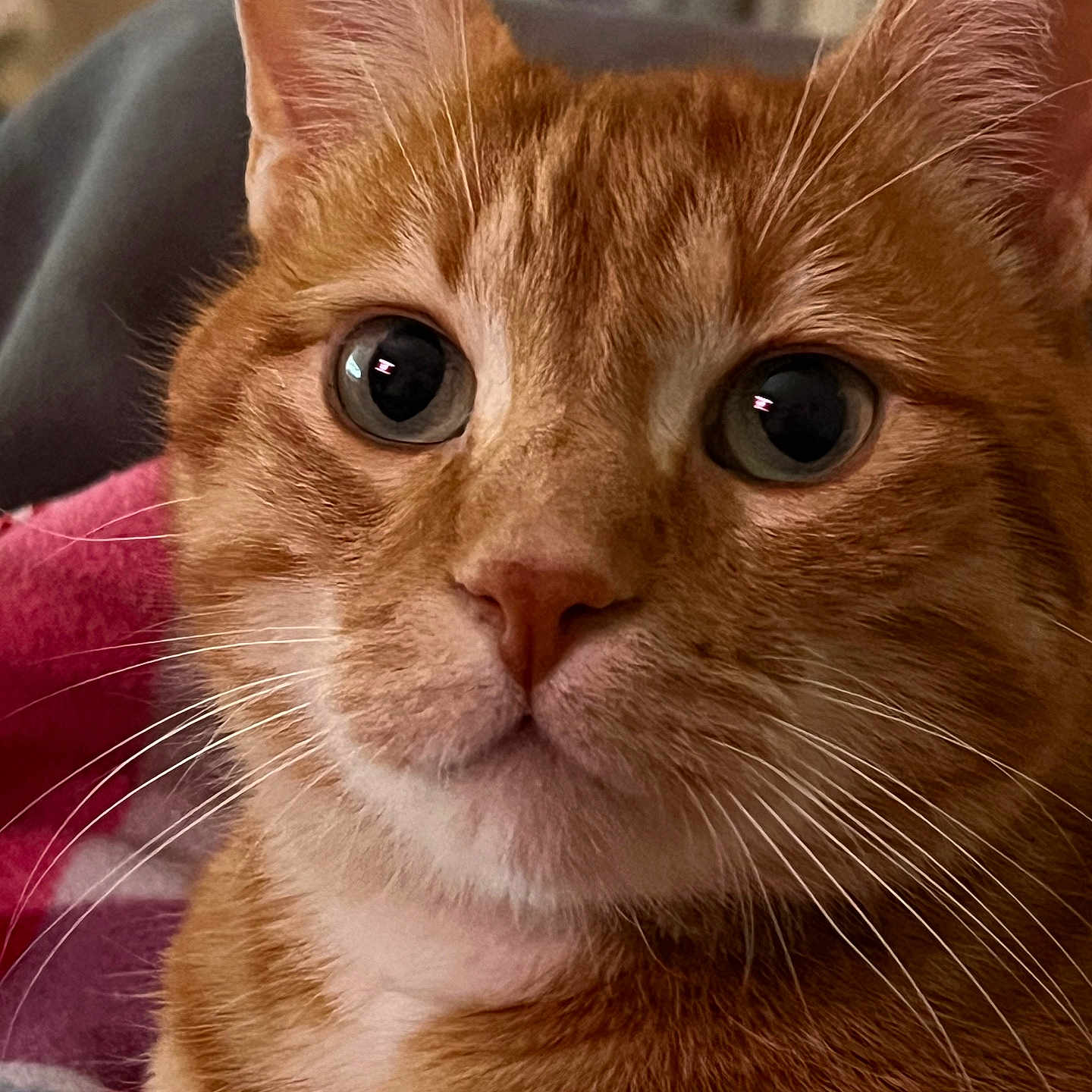 Pablo a rejoint le concours — aidez-le/la à gagner de superbes lots ! cat, orange_tabby, close_up, whiskers, fur, pet, animal, cute, eyes, face, portrait, indoor, cozy, feline, mammal, domestic, curious, soft_light, close_shot, relaxed