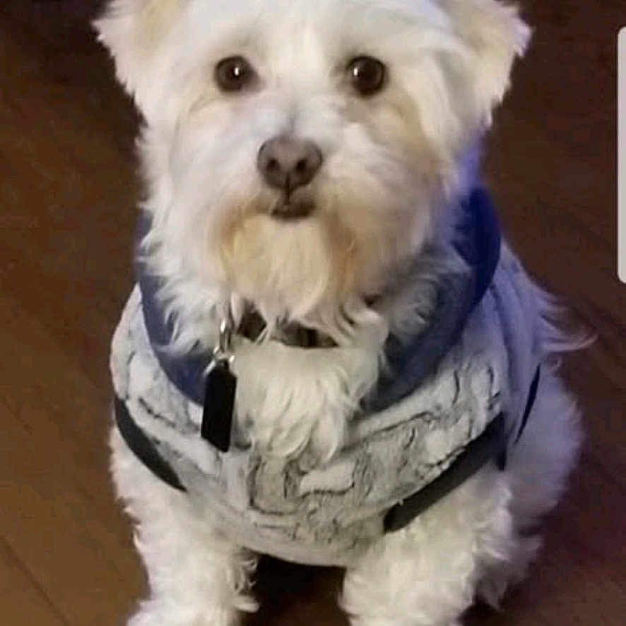 Buddy is registered to the contest to win money with this photo: affenpinscher, animal, ball, bison, canine, clothing, coat, dog, eskimodog, football, hardwood, jacket, pet, poodle, puppy, soccer, terrier, vest, whitedog, wood