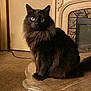 Louie is registered to the contest to win money with this photo: cat, black_cat, fluffy, indoor, table, fireplace, carpet, wooden_table, pet, feline, looking, sitting, domestic, cozy, fur, animal, mammal, home, curious, portrait