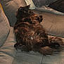 Louie joined the competition — help win amazing prizes! cat, black_cat, fluffy_fur, couch, gray_couch, relaxing, indoor, pet, feline, green_eyes, long_hair, domestic_animal, resting, cozy, human_arm, living_room, fur, whiskers, paw, animal