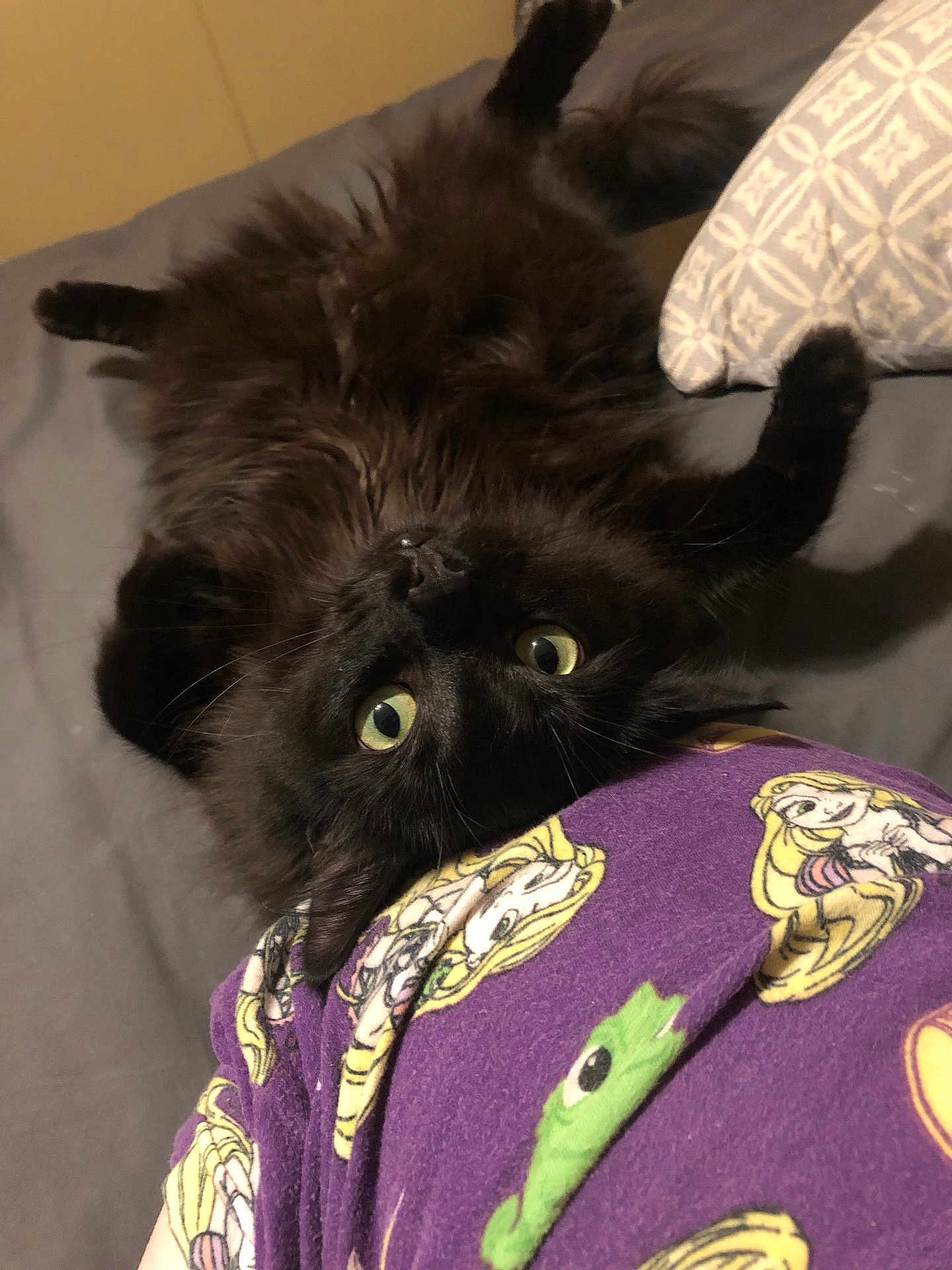 Louie