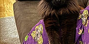 Louie is registered to the contest to win money with this photo: cat, black_cat, fluffy, pajamas, purple, indoor, couch, lap, relaxed, pet, animal, fur, wood_floor, carpet, cozy, person, legs, sitting, home, comfort