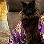 cat, black_cat, fluffy, pajamas, purple, indoor, couch, lap, relaxed, pet, animal, fur, wood_floor, carpet, cozy, person, legs, sitting, home, comfort