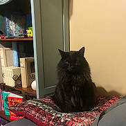 Louie is registered to the contest to win money with this photo: cat, black_cat, fluffy, indoor, pillow, bookshelf, books, decor, cozy, furniture, sitting, pet, animal, domestic, feline, quiet, resting, room, shelf, home