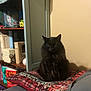 cat, black_cat, fluffy, indoor, pillow, bookshelf, books, decor, cozy, furniture, sitting, pet, animal, domestic, feline, quiet, resting, room, shelf, home