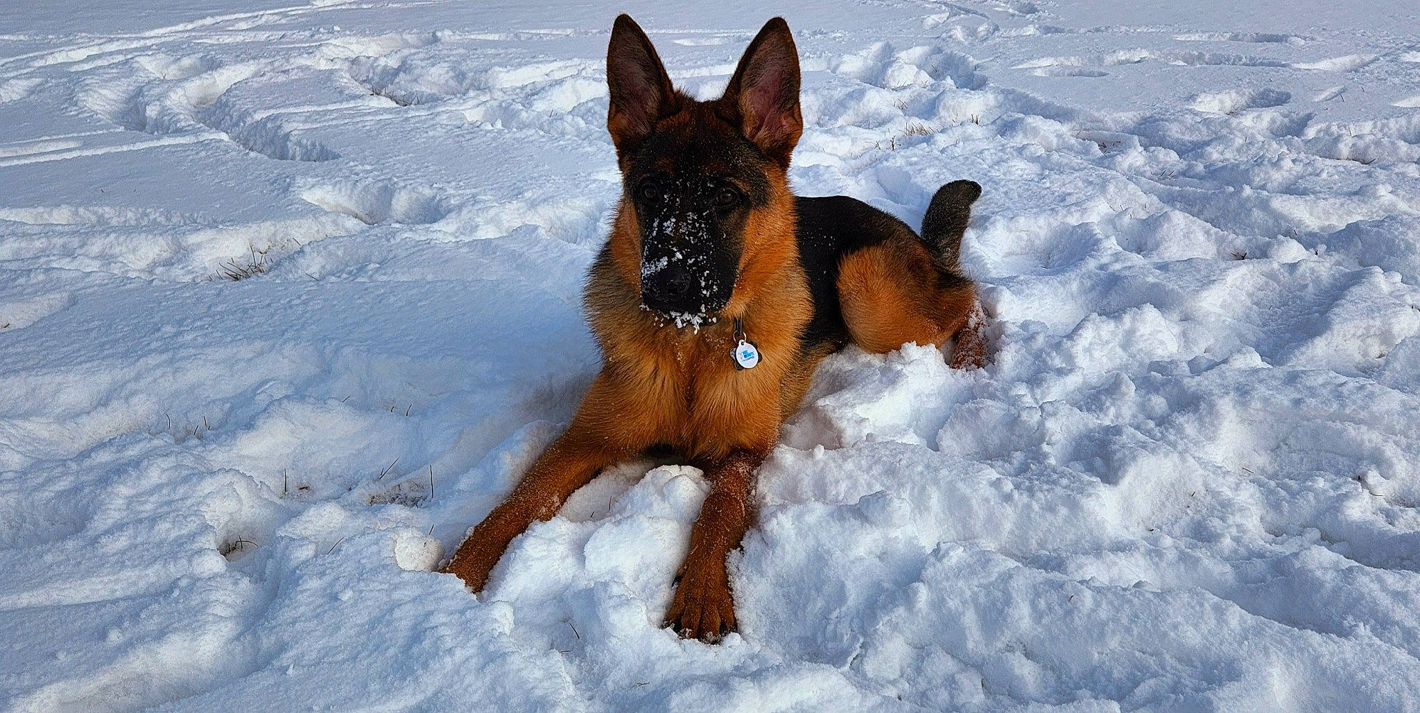 Mako is registered to the contest to win money with this photo: canidae, carnivore, companion_dog, dog, dog_breed, dog_supply, east_european_shepherd, fawn, freezing, guard_dog, herding_dog, hound, hunting_dog, old_german_shepherd_dog, snout, snow, sporting_group, winter, working_animal, working_dog