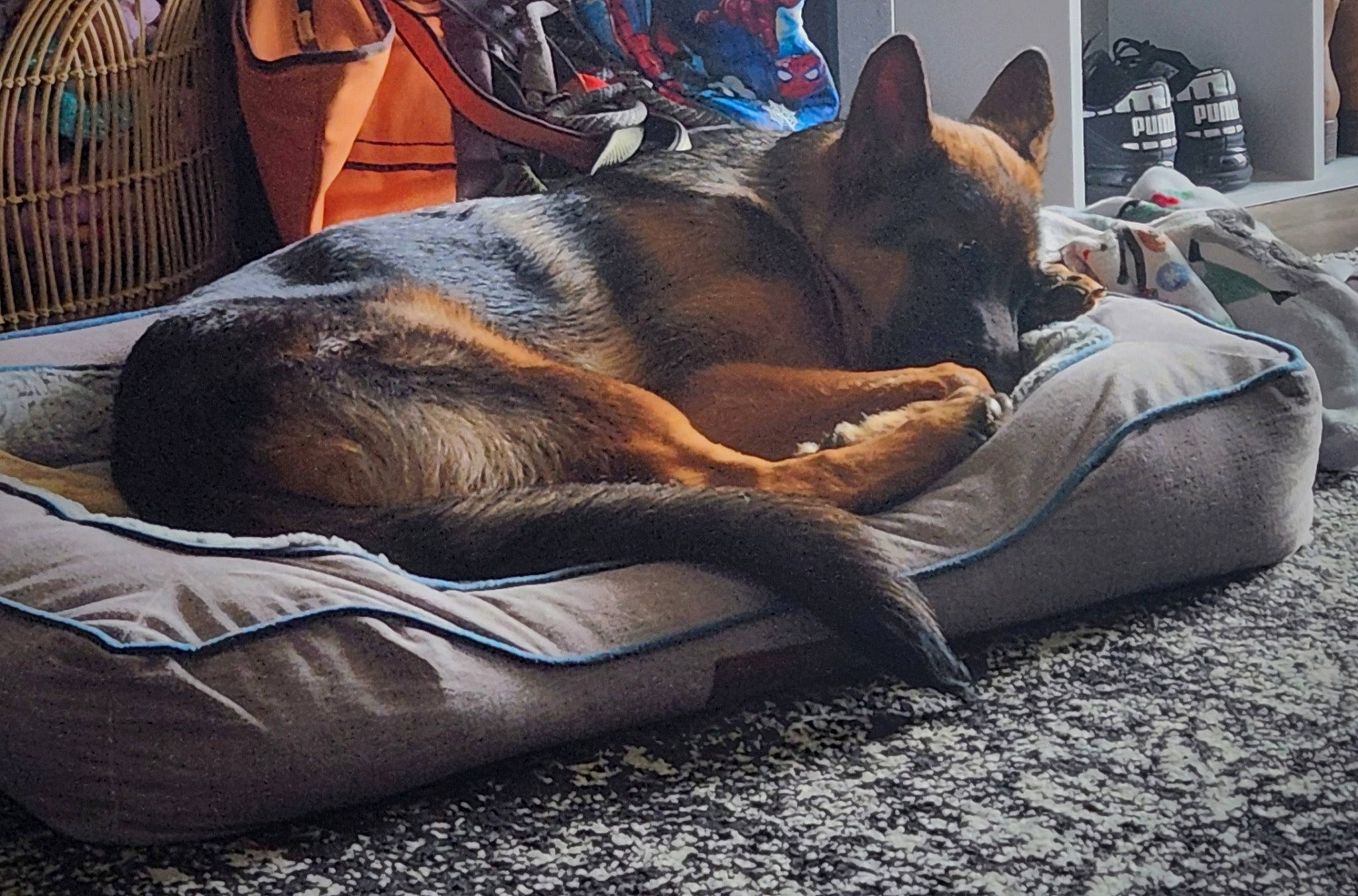 Mako joined the competition — help win amazing prizes! bean_bag, canidae, carnivore, comfort, companion_dog, dog, dog_bed, dog_breed, fawn, felidae, fur, guard_dog, nap, paw, sitting, small_to_medium_sized_cats, snout, sporting_group, tints_and_shades, whiskers