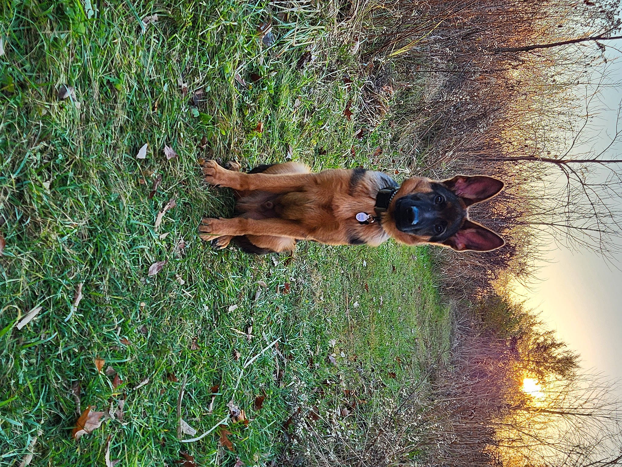 Mako joined the competition — help win amazing prizes! carnivore, dog, dog_breed, fawn, grass, groundcover, landscape, liver, natural_landscape, people_in_nature, plant, sky, snout, tail, terrestrial_animal, tree, trunk, water, wood, working_animal