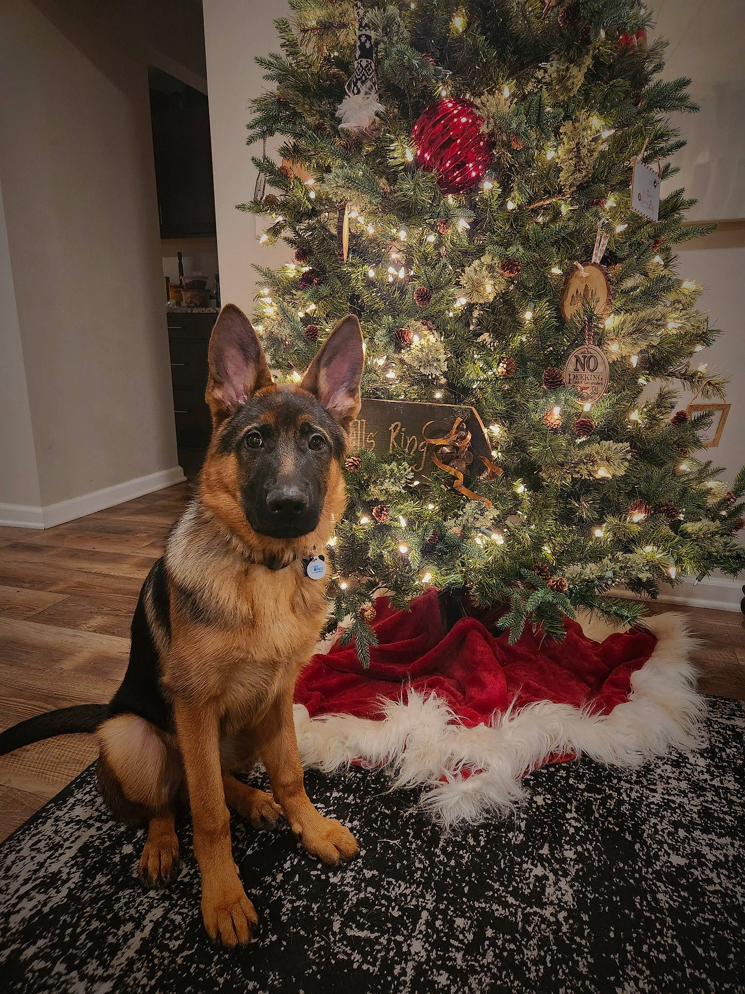 Mako joined the competition — help win amazing prizes! carnivore, christmas, christmas_decoration, christmas_ornament, christmas_tree, companion_dog, dog, dog_breed, event, evergreen, fawn, german_shepherd_dog, herding_dog, holiday, king_shepherd, old_german_shepherd_dog, ornament, plant, snout, tree