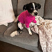 Layla is registered to the contest to win money with this photo: dog, black_and_white, sweater, pink, couch, blanket, pillow, indoor, pet, furniture, sitting, curious, small_dog, canine, cozy, household, domestic, fur, tail, looking