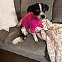 dog, black_and_white, sweater, pink, couch, blanket, pillow, indoor, pet, furniture, sitting, curious, small_dog, canine, cozy, household, domestic, fur, tail, looking
