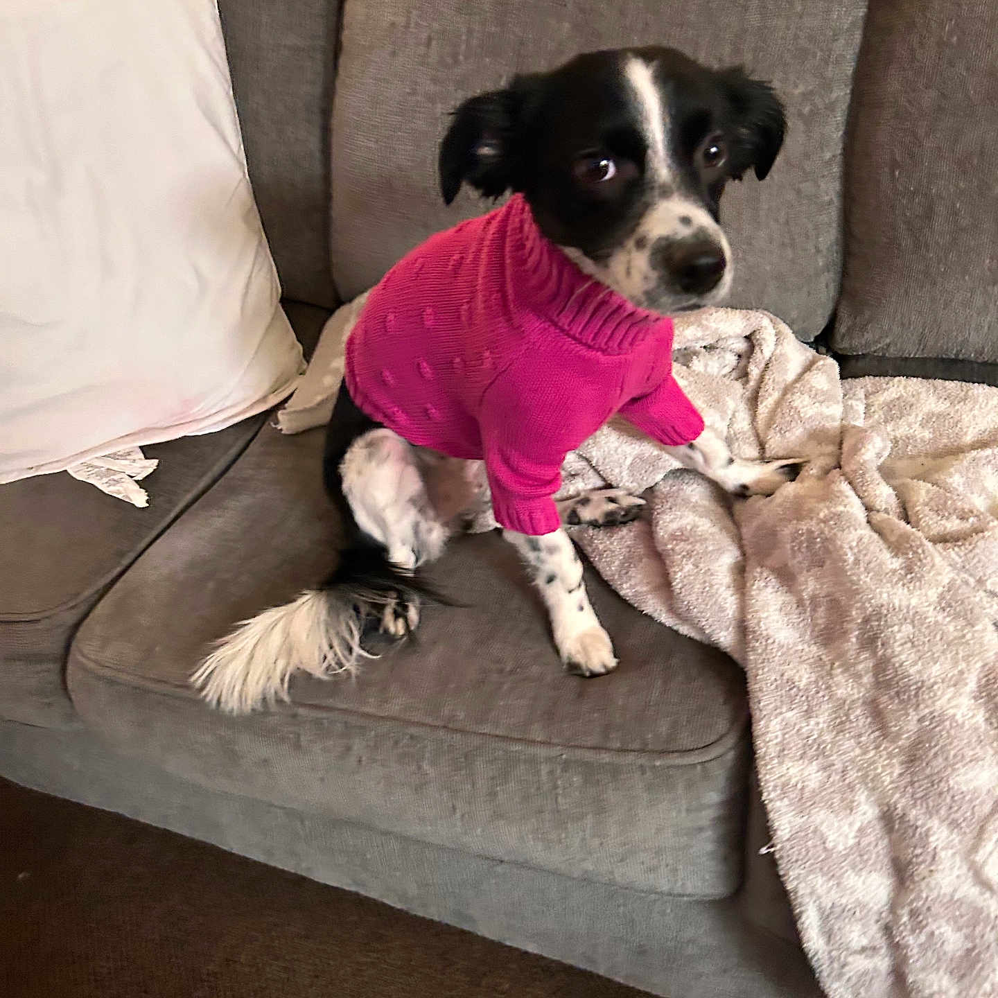 Layla is registered to the contest to win money with this photo: black_and_white, blanket, canine, couch, cozy, curious, dog, domestic, fur, furniture, household, indoor, looking, pet, pillow, pink, sitting, small_dog, sweater, tail