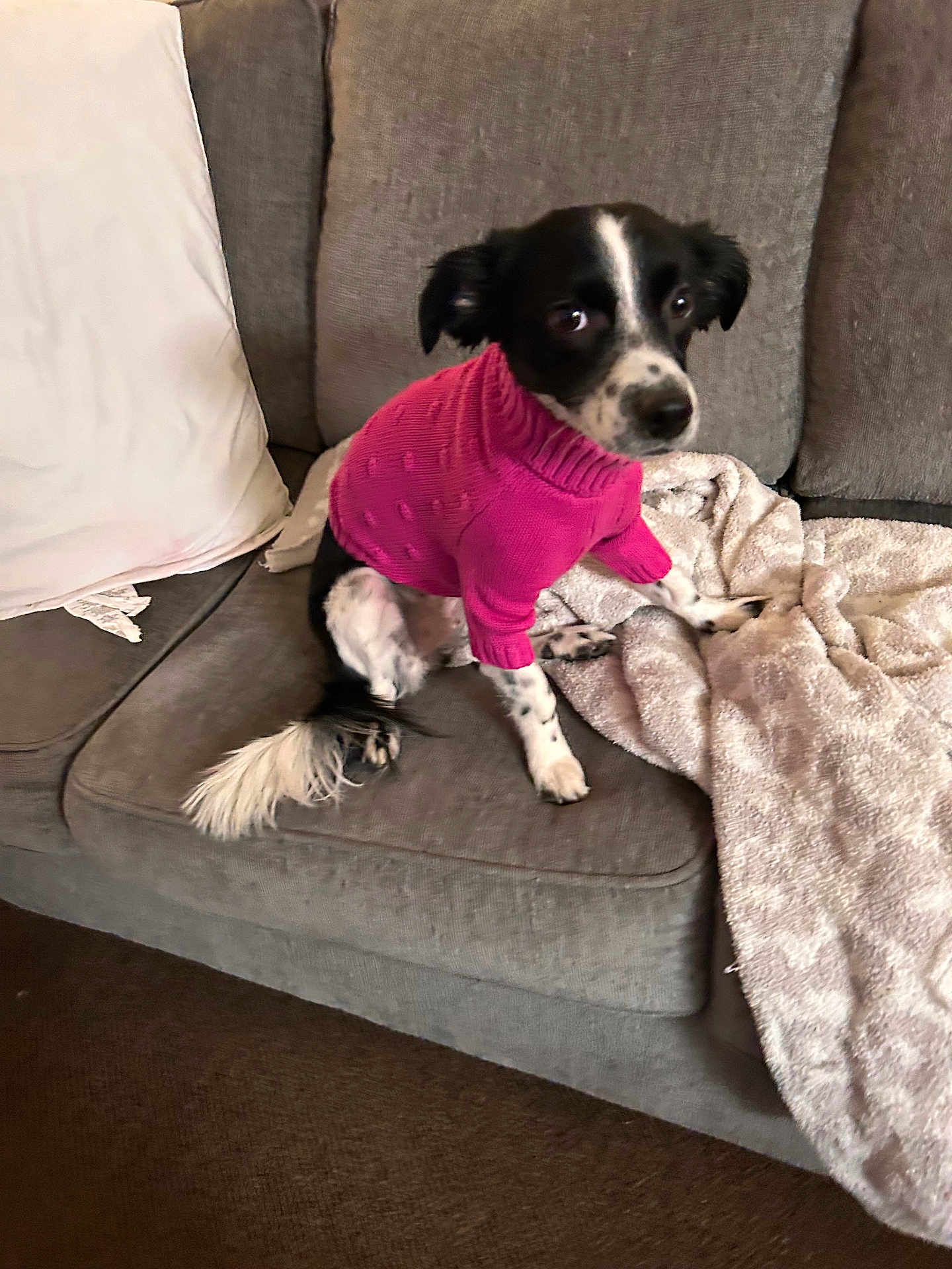 Layla is registered to the contest to win money with this photo: dog, black_and_white, sweater, pink, couch, blanket, pillow, indoor, pet, furniture, sitting, curious, small_dog, canine, cozy, household, domestic, fur, tail, looking