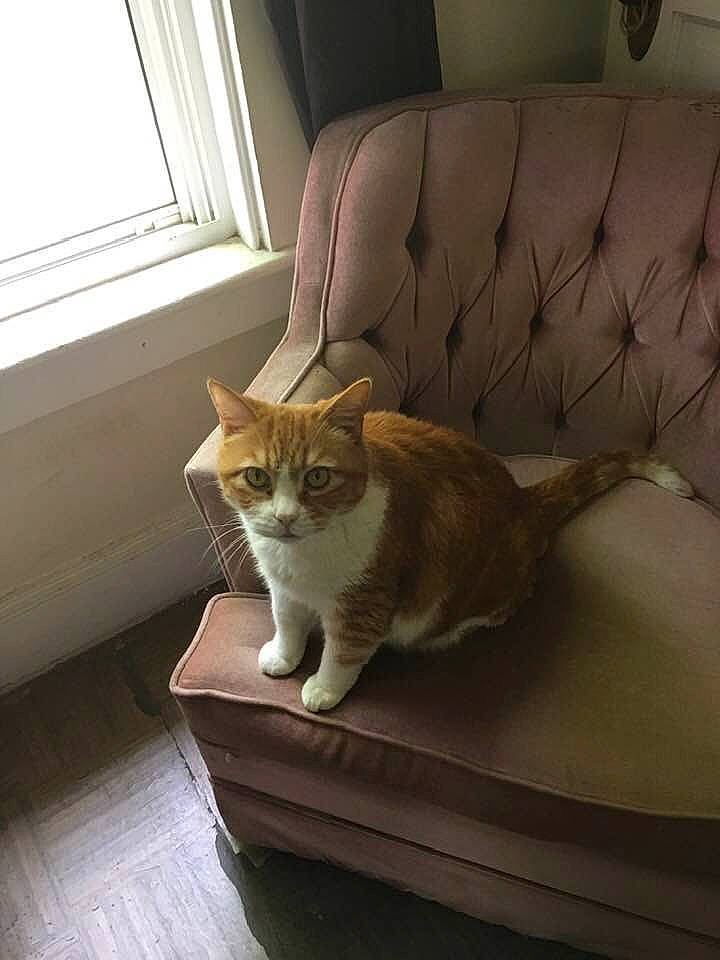 Davey joined the competition — help win amazing prizes! aegean_cat, asian, carnivore, cat, domestic_short_haired_cat, european_shorthair, fawn, felidae, fur, kitten, munchkin, small_to_medium_sized_cats, tail, whiskers