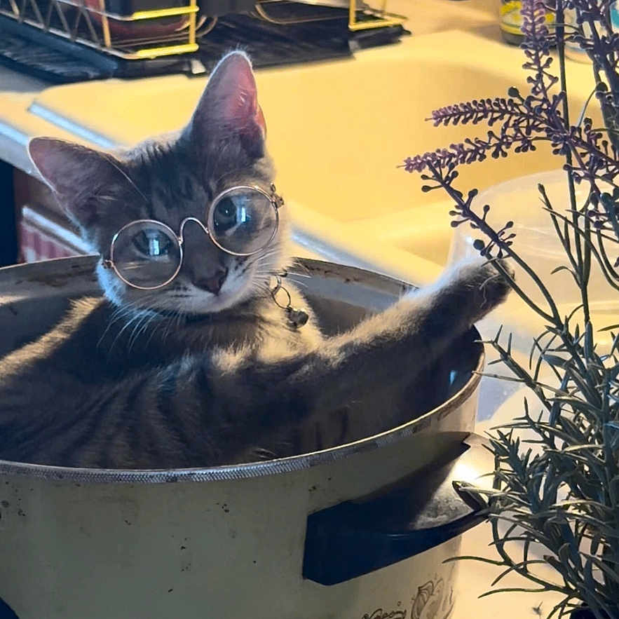 Tomtom is registered to the contest to win money with this photo: animal, cat, counter, cozy, curious, cute, domestic, feline, glasses, indoor, kitchen, lighting, pet, plant, playful, pot, potted_plant, relaxed, round_glasses, tabby_cat