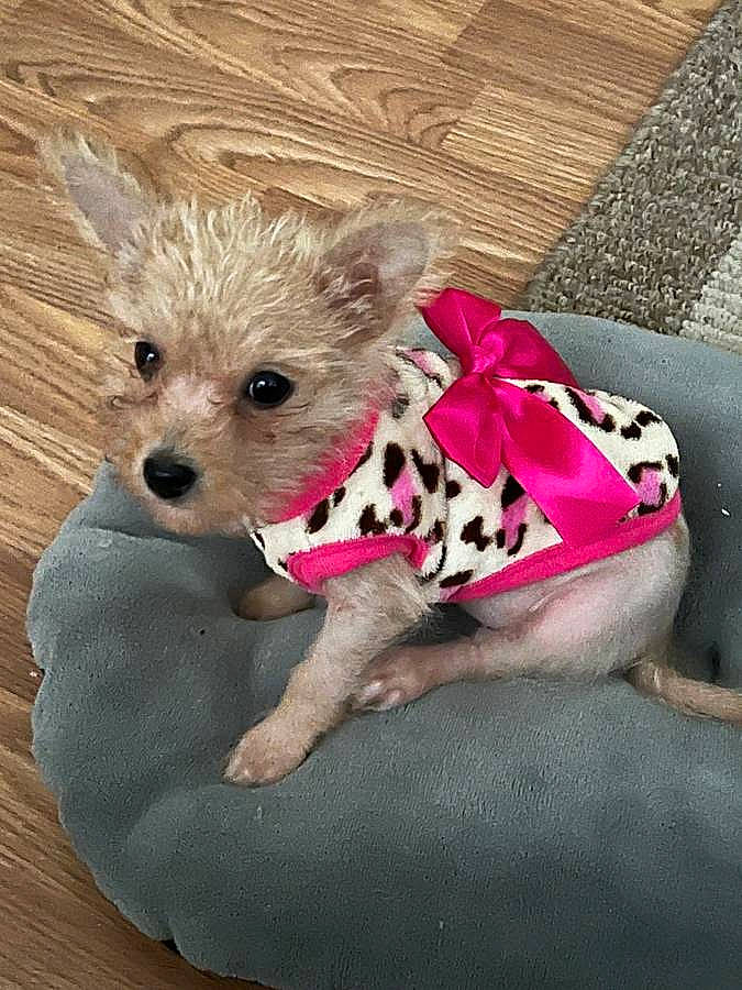 Poppi joined the competition — help win amazing prizes! canidae, carnivore, companion_dog, dog, dog_breed, dog_clothes, dog_supply, fawn, fur, magenta, pet_supply, pink, snout, sporting_group, terrestrial_animal, terrier, toy, toy_dog, wood, working_animal