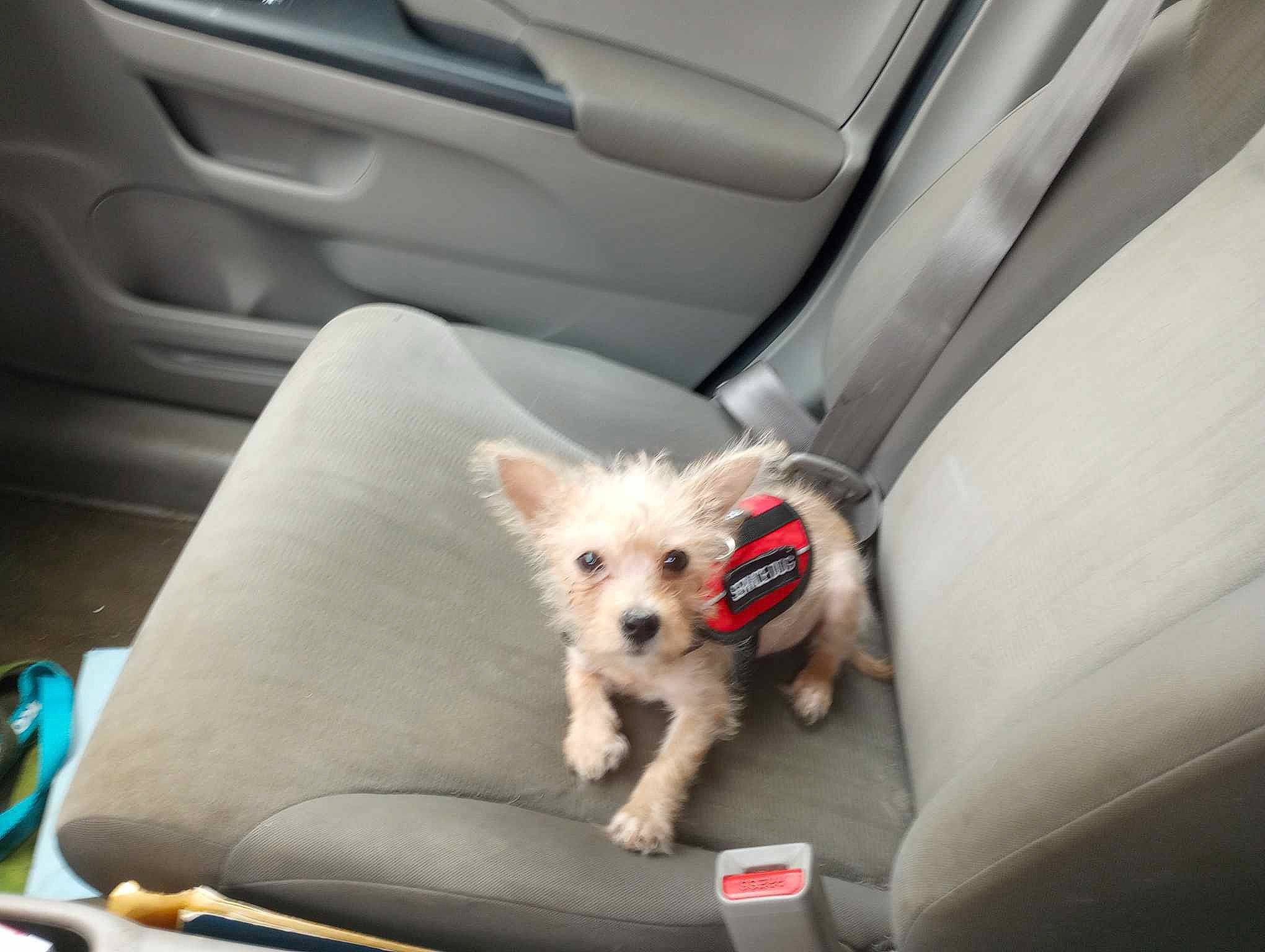 Poppi is registered to the contest to win money with this photo: auto_part, automotive_design, car, car_seat, car_seat_cover, carnivore, companion_dog, dog, dog_breed, dog_supply, family_car, fawn, head_restraint, hood, motor_vehicle, personal_luxury_car, toy_dog, vehicle, vehicle_door, white