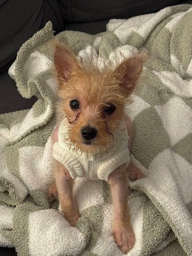 Poppi is registered to the contest to win money with this photo: canidae, carnivore, comfort, companion_dog, dog, dog_breed, dog_clothes, dog_supply, fawn, fur, linens, non_sporting_group, puppy, small_terrier, sporting_group, terrestrial_animal, toy_dog, whiskers, working_animal