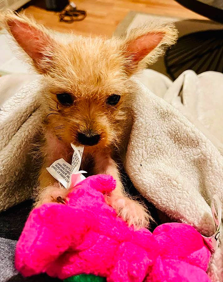 Poppi is registered to the contest to win money with this photo: claw, comfort, companion_dog, corgi_chihuahua, dog_breed, ear, event, fawn, fictional_character, fur, livestock, magenta, petal, pink, plush, stuffed_toy, suidae, terrestrial_animal, toy, whiskers
