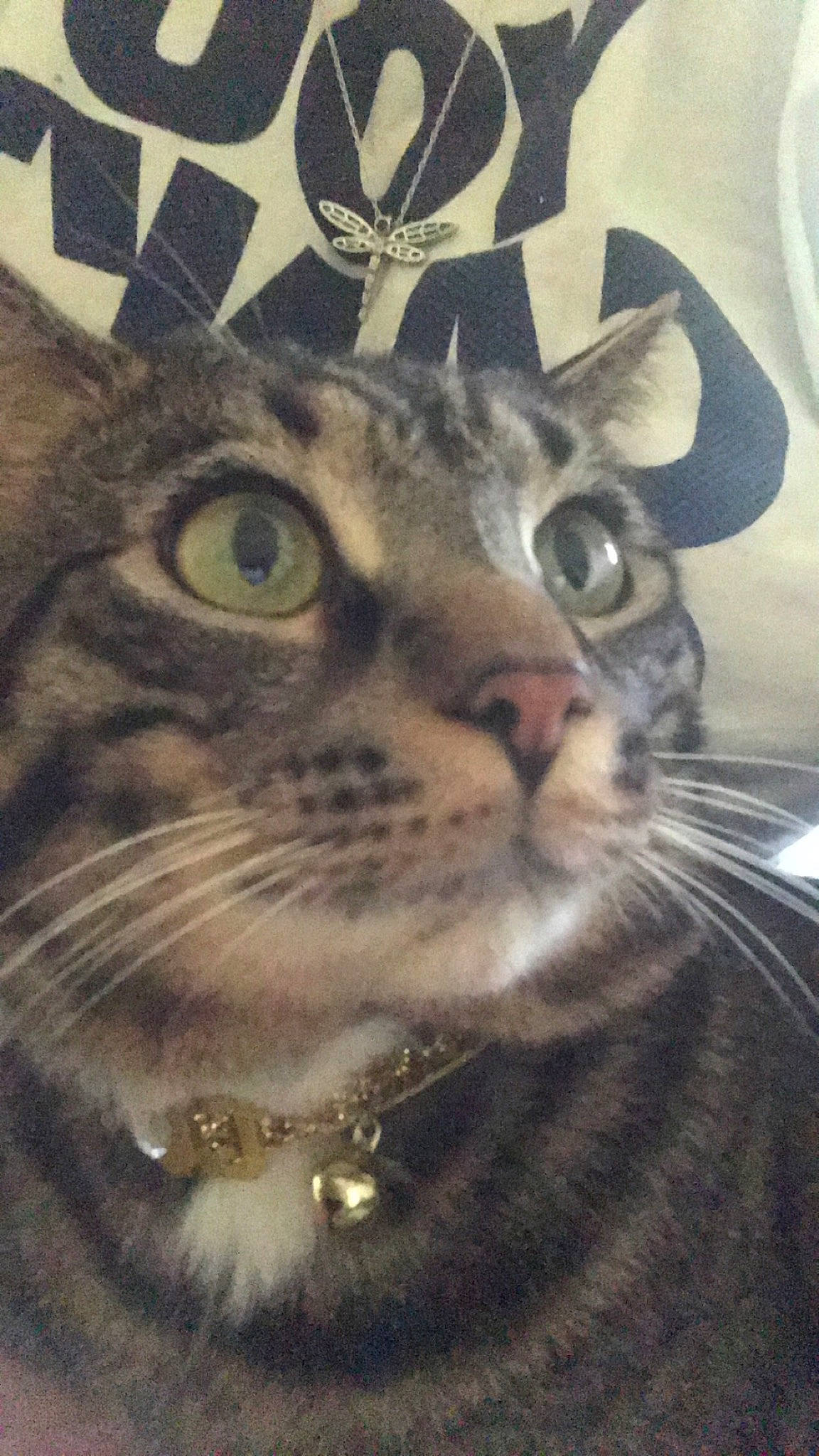 Bruno is registered to the contest to win money with this photo: carnivore, cat, close_up, domestic_short_haired_cat, eye, fawn, felidae, fur, glasses, grass, happy, mammal, pattern, small_to_medium_sized_cats, snout, terrestrial_animal, vertebrate, whiskers, white, wildlife