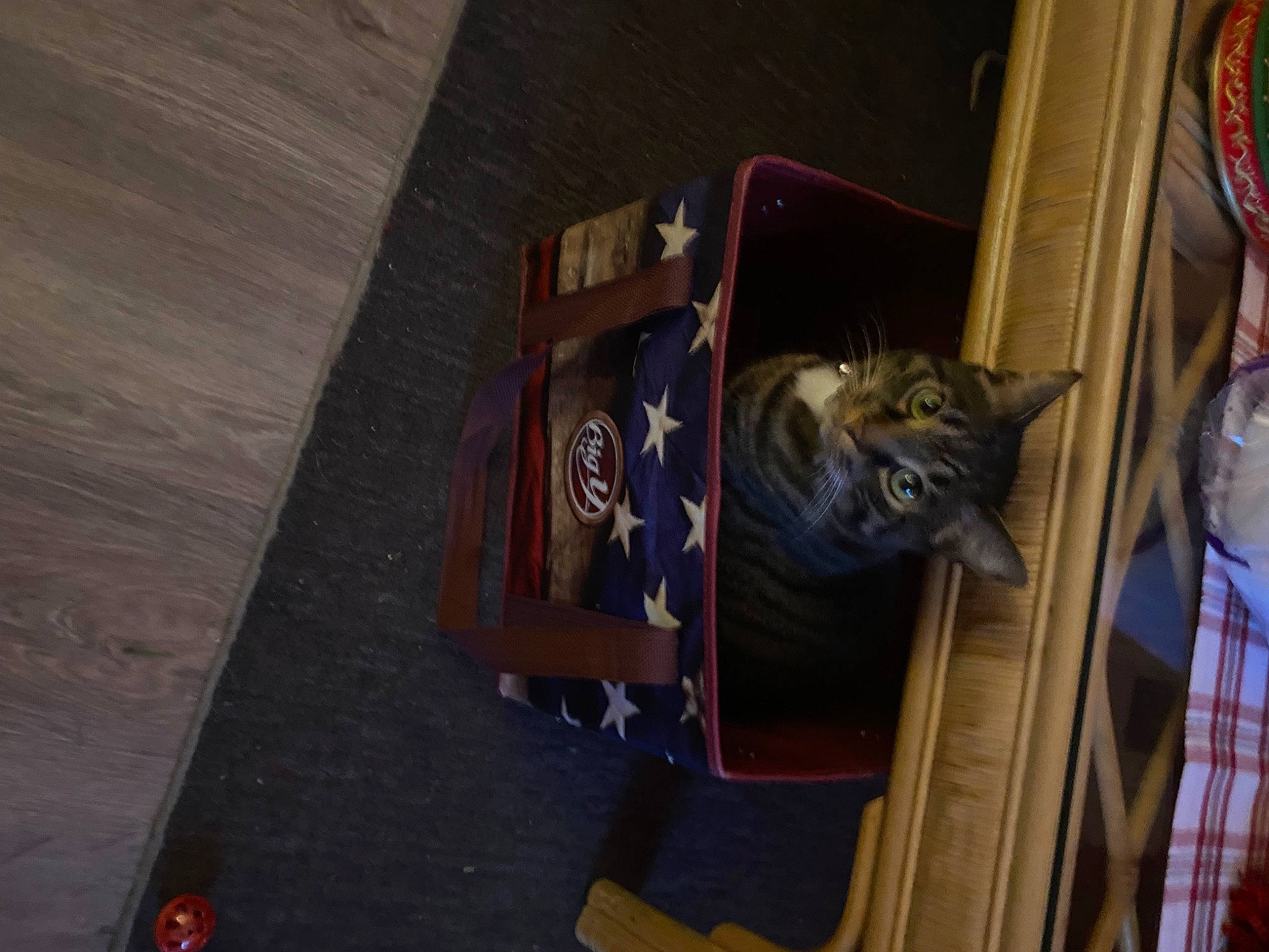 Bruno joined the competition — help win amazing prizes! brown, carnivore, cat, domestic_short_haired_cat, felidae, floor, flooring, fur, hardwood, plank, plywood, room, small_to_medium_sized_cats, varnish, whiskers, wood, wood_stain