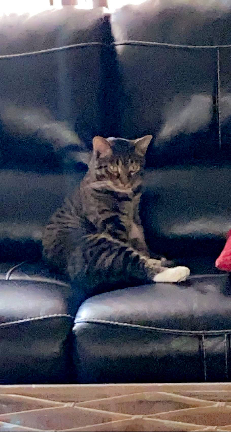 Bruno joined the competition — help win amazing prizes! automotive_exterior, automotive_lighting, carnivore, cat, cloud, comfort, domestic_short_haired_cat, felidae, fur, paw, plant, sky, small_to_medium_sized_cats, snout, tail, tints_and_shades, vehicle_door, whiskers, window, windshield