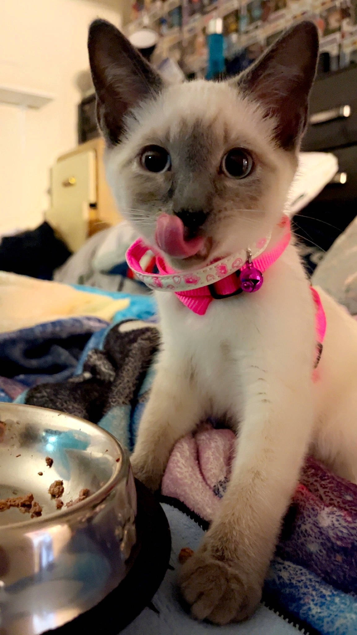 Layla joined the competition — help win amazing prizes! carnivore, cat, claw, collar, domestic_short_haired_cat, fawn, felidae, fur, paw, pet_supply, small_to_medium_sized_cats, snout, tableware, tail, thai, whiskers