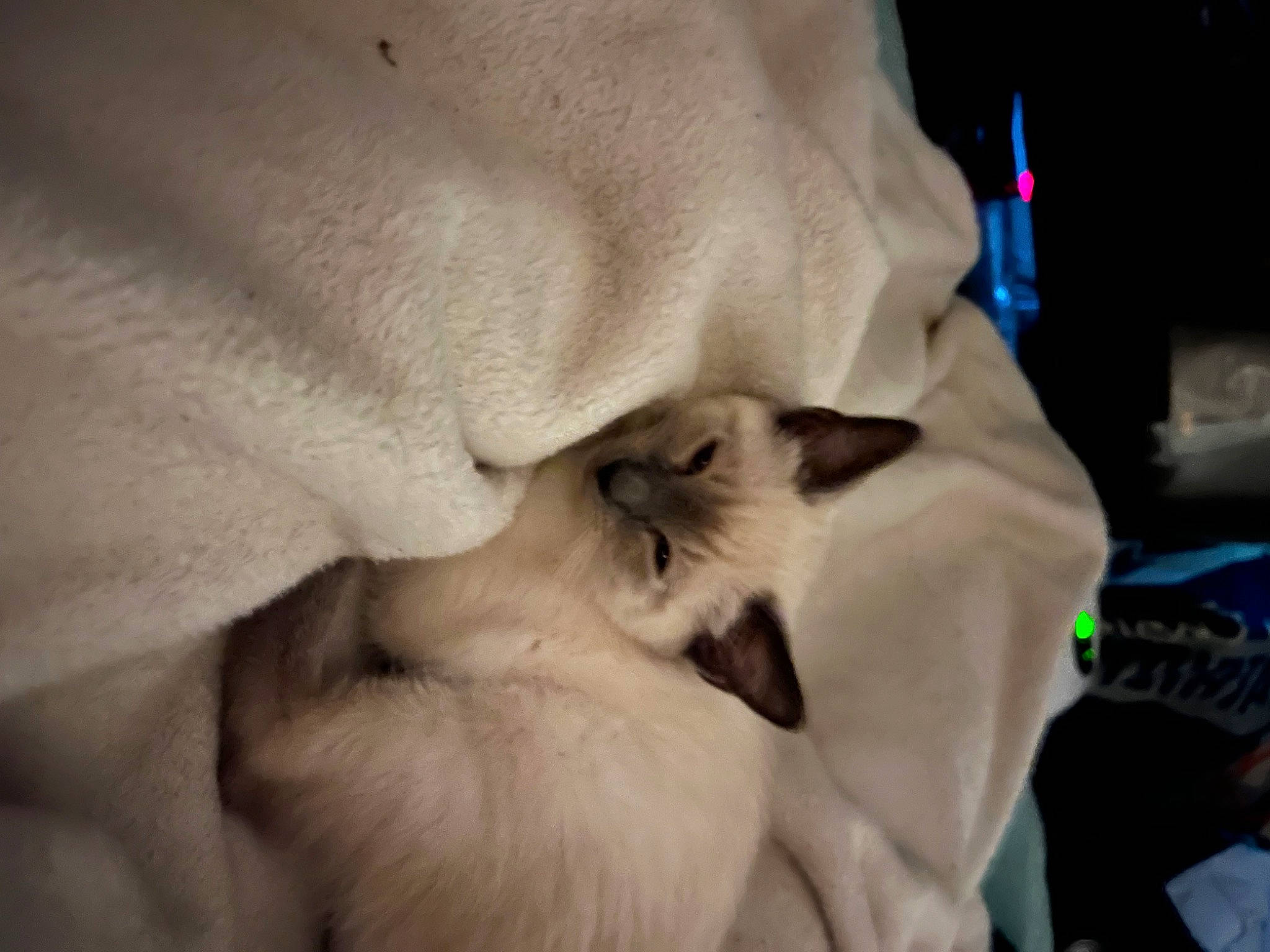 Layla is registered to the contest to win money with this photo: canidae, carnivore, cat, claw, comfort, dog_breed, fawn, felidae, fur, siamese, small_to_medium_sized_cats, snout, sporting_group, thai, whiskers