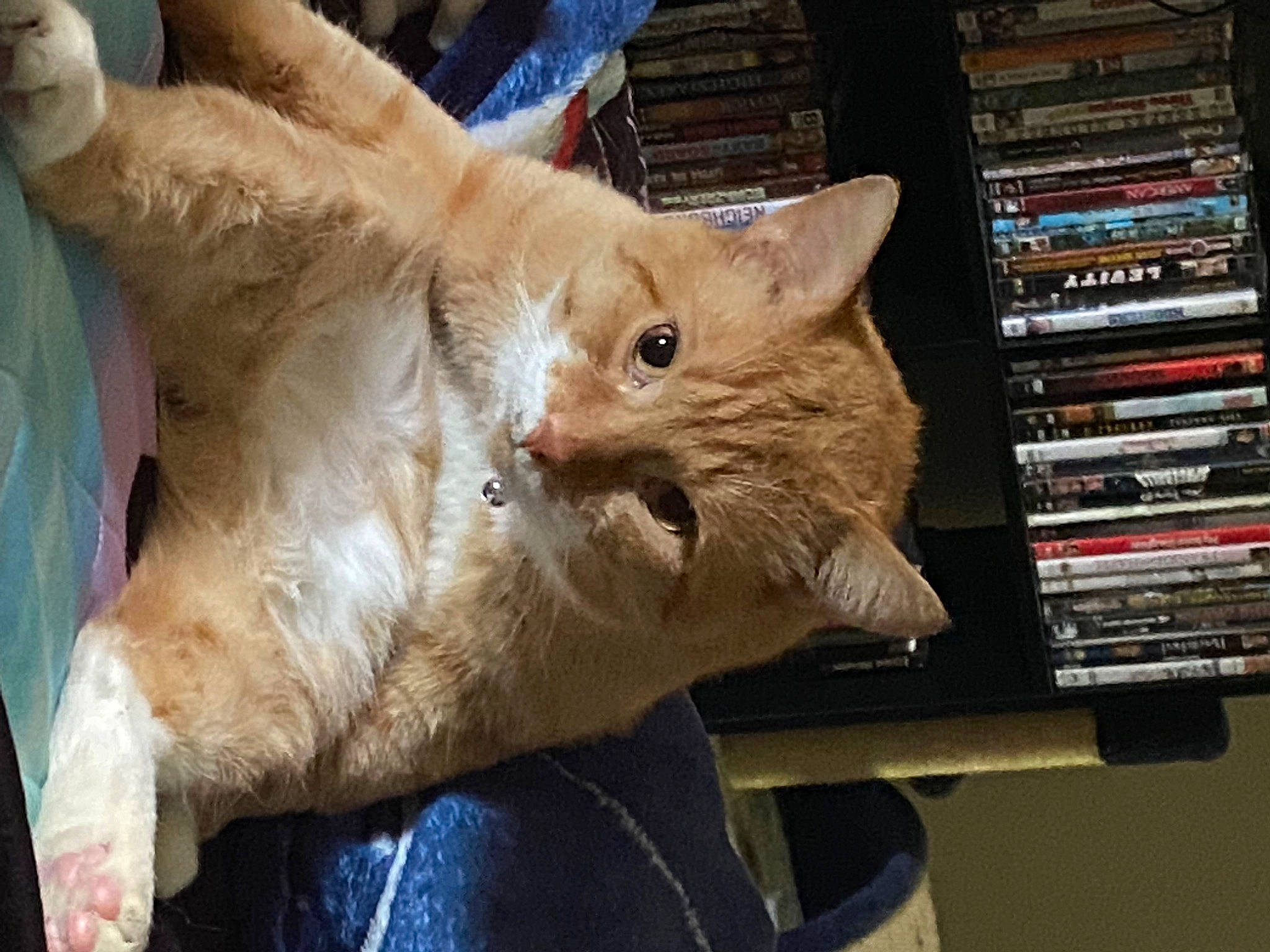 Cinnamon joined the competition — help win amazing prizes! book, bookcase, carnivore, cat, claw, domestic_short_haired_cat, fawn, felidae, fur, lap, paw, publication, shelf, shelving, small_to_medium_sized_cats, snout, tail, whiskers