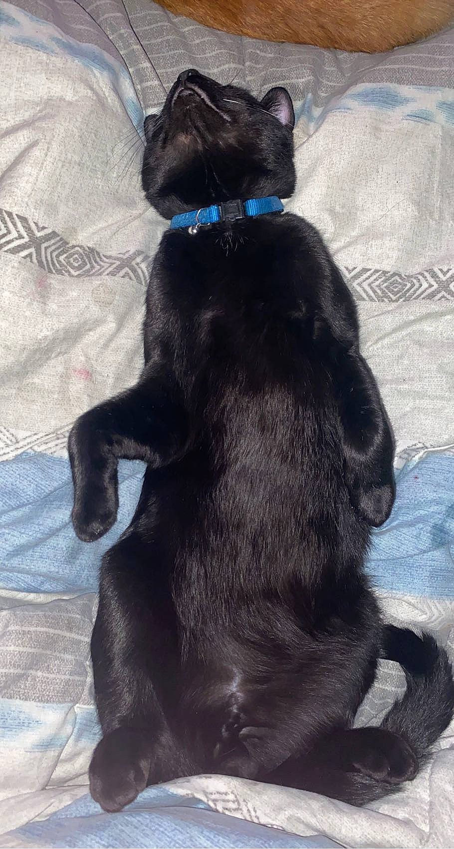 Peaches joined the competition — help win amazing prizes! black_cat, canidae, carnivore, cat, collar, companion_dog, dog, dog_breed, dog_collar, electric_blue, felidae, fur, gesture, leash, pet_supply, small_to_medium_sized_cats, sporting_group, tail, whiskers, working_animal