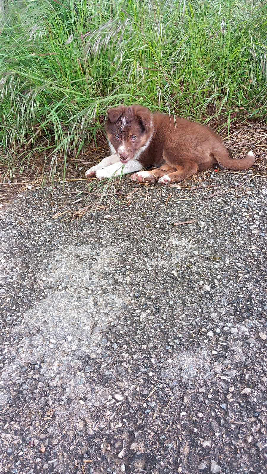 Ana a rejoint le concours — aidez-le/la à gagner de superbes lots ! puppy, dog, brown, white, grass, outdoor, nature, ground, pet, canine, young, fur, animal, lying_down, curious, playful, path, green, small, adorable